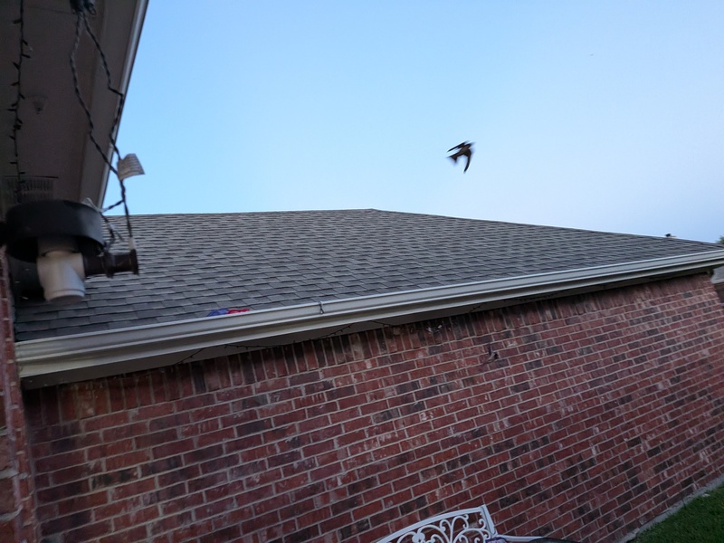 Chimney swift