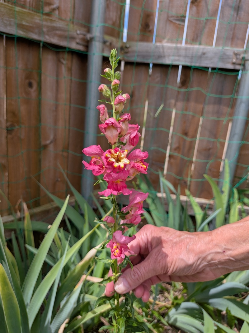 funky snap dragon? It is taller than the other snapdragons.