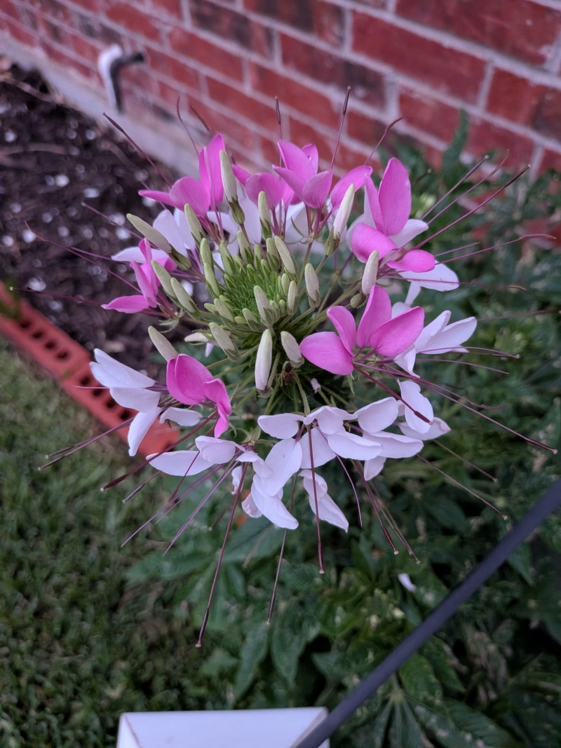 Cleome. At first I thought I was growing marijuana.