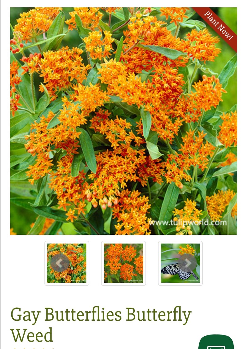 I planted several of these. This is what they should look like eventually.