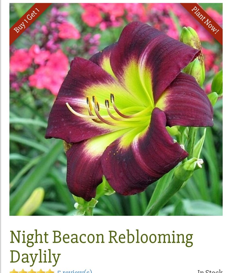 Night Beacon Reblooming Daylily was planted today. This is what it *should* look like eventually.