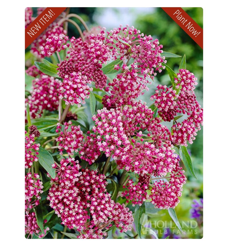 swampy milkweed that came in the mail Saturday. This is what it should look like eventually.