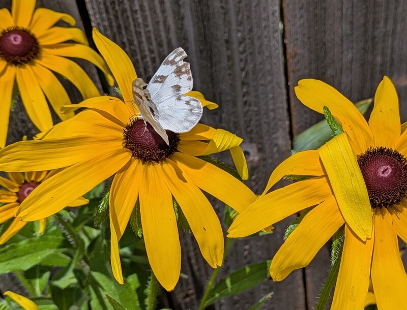 first time Lois has seen a white checkered butterfly.
