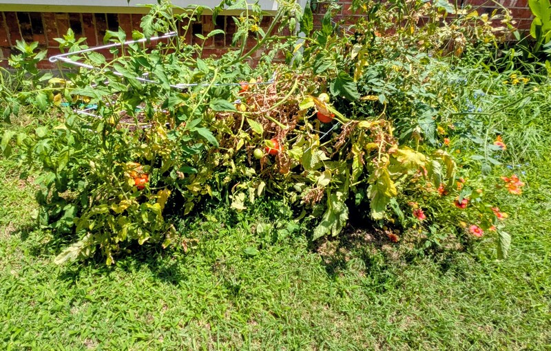 The fallen tomato bush. Too much wind and rain.