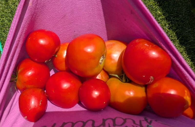 tomatoes from one fallen bush.