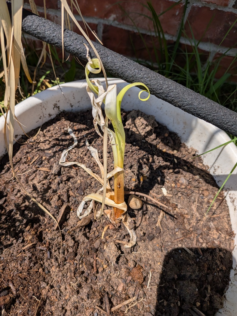 Night Beacon Reblooming Daylily was planted today. This is what it really looked like. 🤣