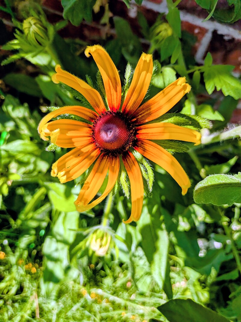 Rudbeckia in a new spot.