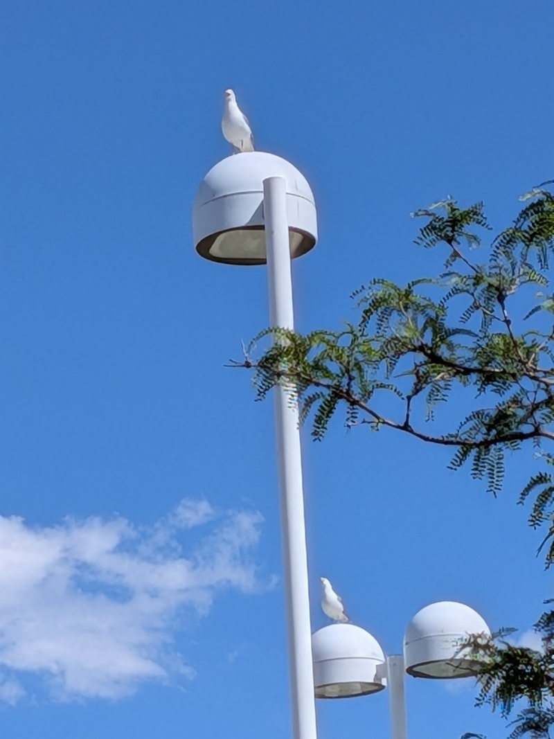 It's nice that they built seagull resting places.