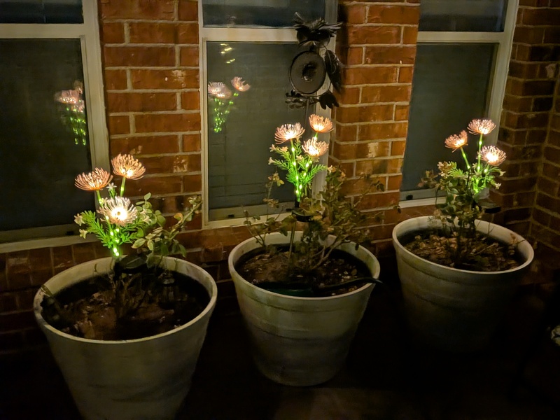 Solar flowers.
