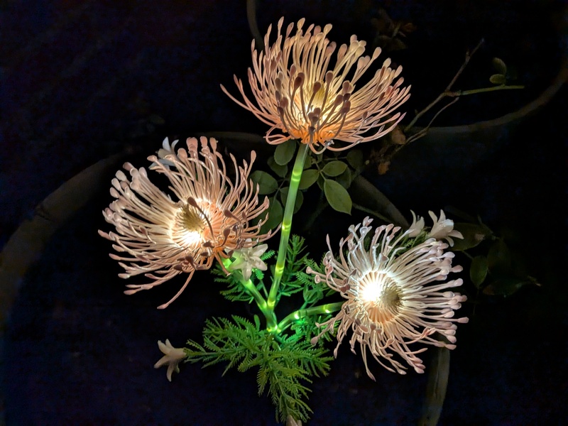 Close-up of solar flowers.