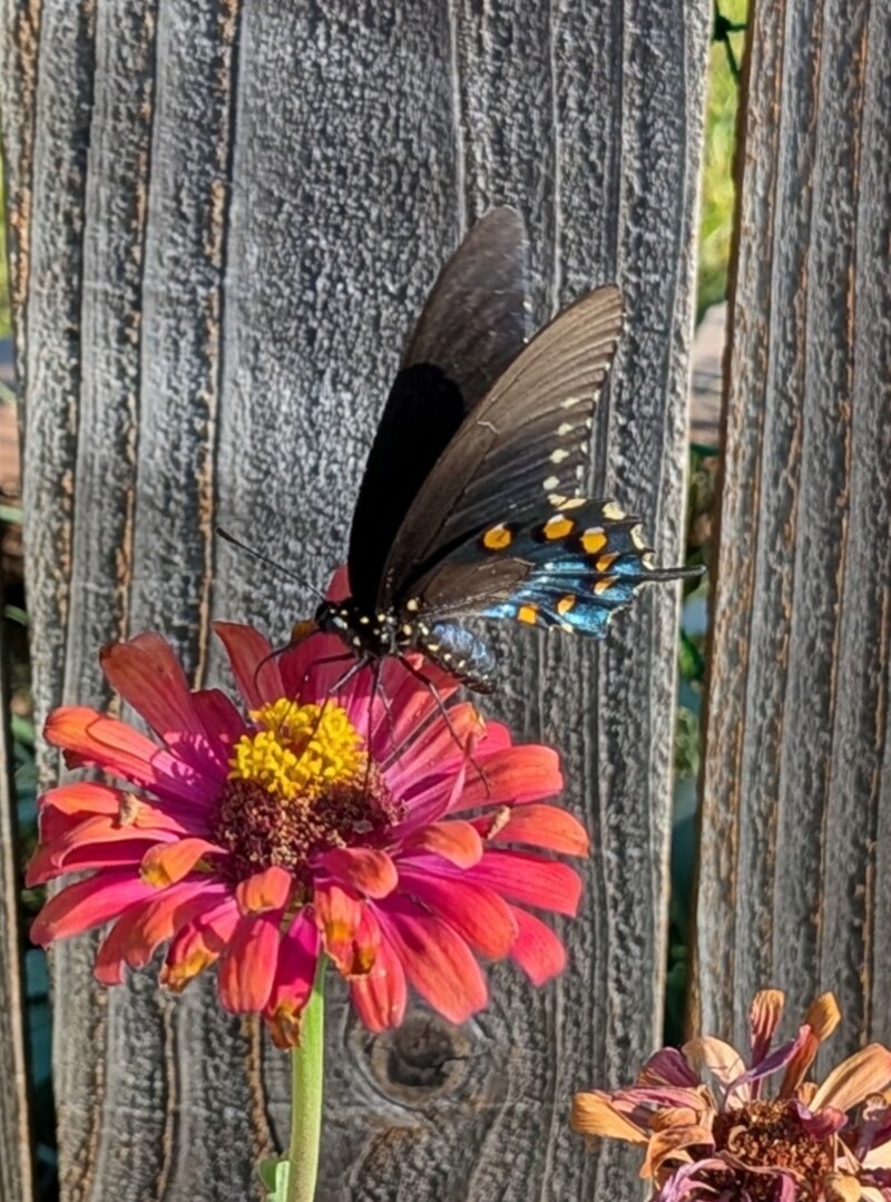 Pipevine Swallowtail.