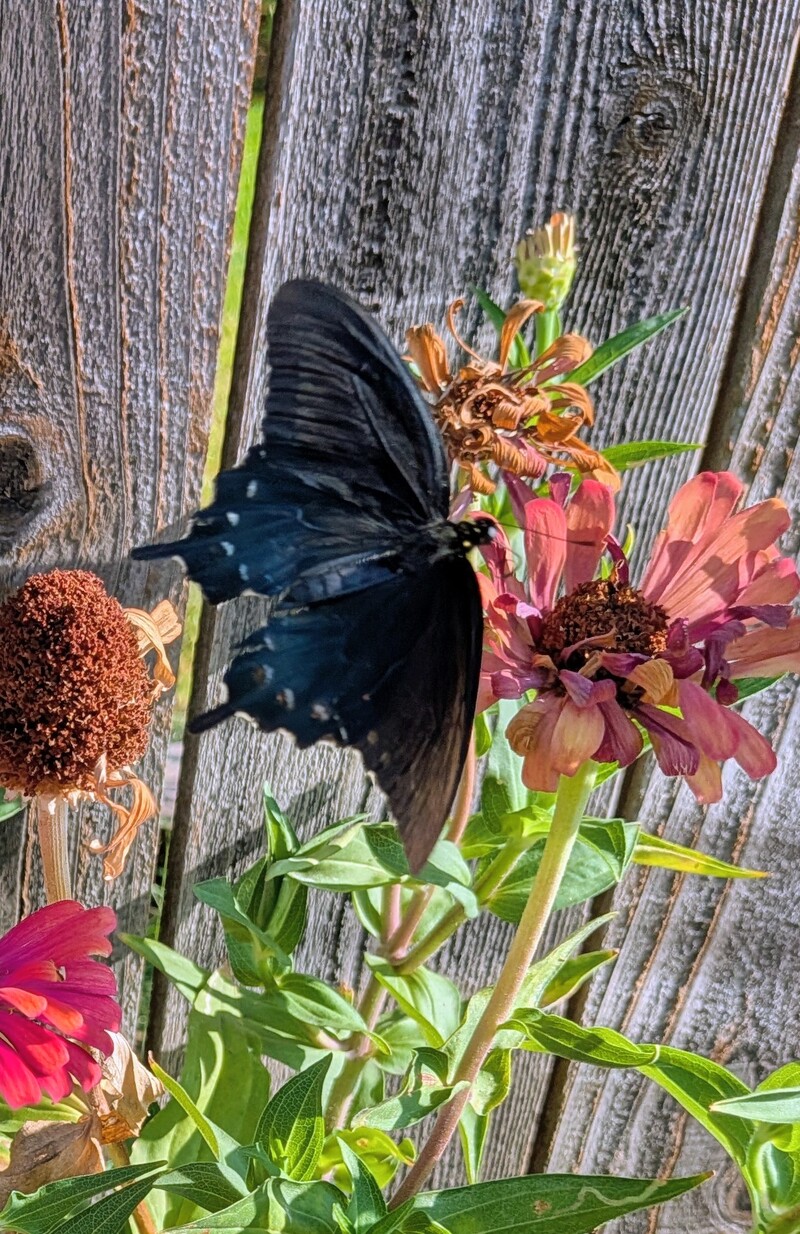 Pipevine Swallowtail.