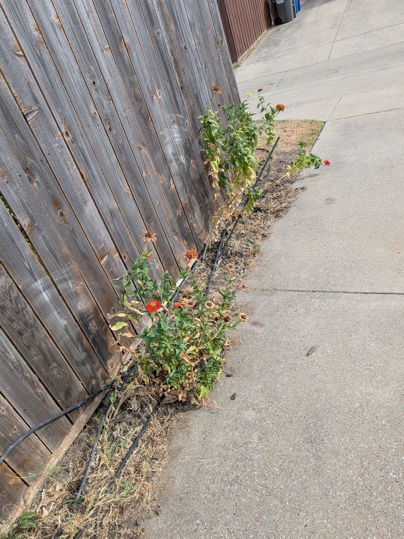 A few flowers haven't died yet.