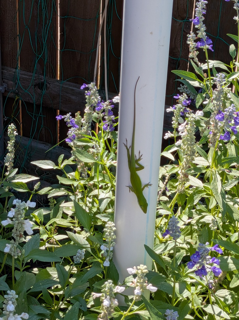 There's were so many big bumble bees flirting around the salvia. Even though the gecko was big, I didn't think it could get a bumblebee. I waited and watched but nothing happened. 😁