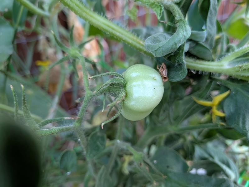 First tomato that I have seen for weeks, maybe months.
