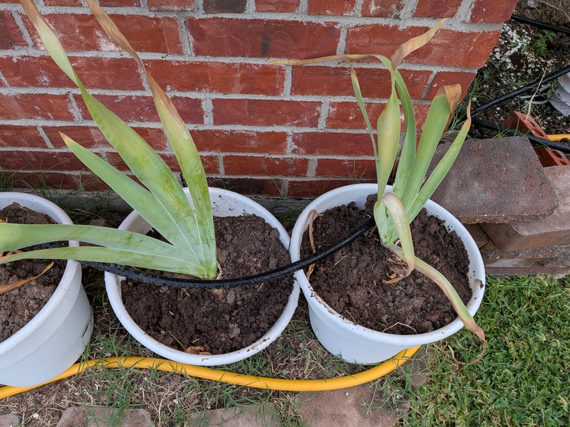 I moved more Iris from the alley to pots. One rhizome turned into three.