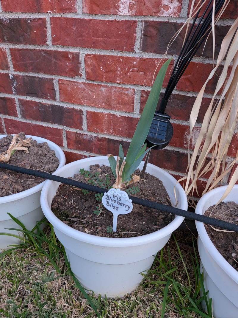 My new Iris rhizomes are starting to grow. It is so exciting to see a leaf shoot up.